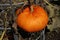 Winter Squash - Cucurbita Maxima `Bishop`s Hat`