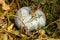 Winter squash in the garden