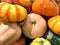 Winter Squash, multiple varieties, September harvest