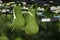 Winter Squashes hanging from the vine