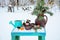 Winter still life. A jug with fir branches, seeds in a bowl, tangerines, cones on a turquoise bench on a snowy