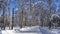 Winter straight road in the birch forest.