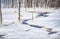 Winter stream meanders through the snow  in Yellowstone