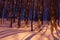 Winter striped forest 2