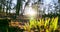 Winter sun\'s serenade: slow motion footage of sunlight through grass and towering trees