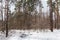 Winter sunlit forest with pines and deciduous trees and shrubs