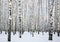 Winter sunny birch forest