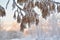 Winter sunny day walk alley park frosen maple tree snow hoar frost