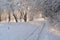 Winter sunny day walk alley park frosen trees bushes snow hoar frost