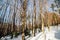 Winter sunny day in woodland. Beautiful winter landscape. Winter forest background. Winter weather