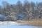 Winter sunny landscape with dry reeds, bare trees, blue sky and snowy field