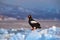 Winter sunrise with eagle. Steller\\\'s sea eagle, morning sunrise, Hokkaido, Japan. Eagle floating in sea on