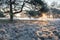 Winter sunrise over frosted meadow and tree