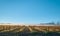 Winter sunrise over vineyards in the north caucasus, fog descends from mountains to vineyards, bright blue sky