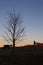 Winter Sunset Silhouette Bare Tree Branches, Cows