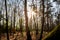 Winter sunset in the wood. The forest magnified by sun light and tree shadow