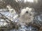 Winter sunshine on Clematis vitalba - old man`s beard