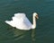 Winter swan alone on the lake