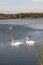 winter swans on the lake