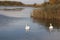 winter swans on the lake