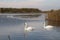 winter swans on the lake