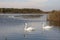 winter swans on the lake