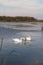 winter swans on the lake