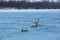 Winter swans on the mighty Siberian river