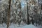 Winter taiga after a snowfall.Siberia