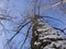 Winter tall tree with bark, which is plastered with snow against a blue sky