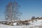 In winter there is snow on the grassland with silver birch trees.