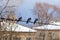 Winter. Three gray pigeons are sitting on a wire. In the background are houses and snowy roofs. The sky is dark blue, overcast.