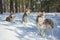 In winter, three  huskies walk in the snowy forest
