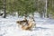 In winter, three  huskies walk in the snowy forest