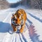 Winter Tiger Chasing