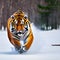 Winter Tiger Running