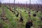Winter time on Champagne grand cru vineyards near Verzenay village, rows of old grape vines without leaves, green grass, wine