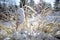 Winter time detail. Blades of grass in snow. Sun fuzzy light