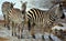 Winter time Zebras are several species of African equids horse family
