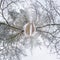 Winter tiny planet in snow covered forest. transformation of spherical panorama 360 degrees. Spherical abstract aerial view in