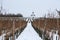 Winter in the Tokaj region