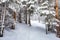 Winter trail in forest footsteps in snow