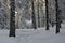 Winter transylvanian forest