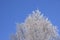 Winter tree against blue sky