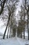 Winter tree alley in black and white, russian snowy winter. Winter season background. Vertical image