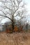 Winter Tree In Autumn Brush