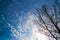 Winter Tree and A Bright Blue Sky