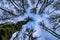 Winter Tree Canopy in Oregon Forest