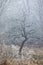 Winter tree frost