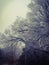 Winter Tree Frost